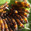 Flag moth caterpillar