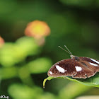 Great Eggfly