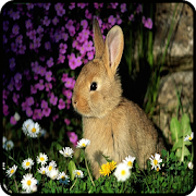 Bunnies Images  Icon