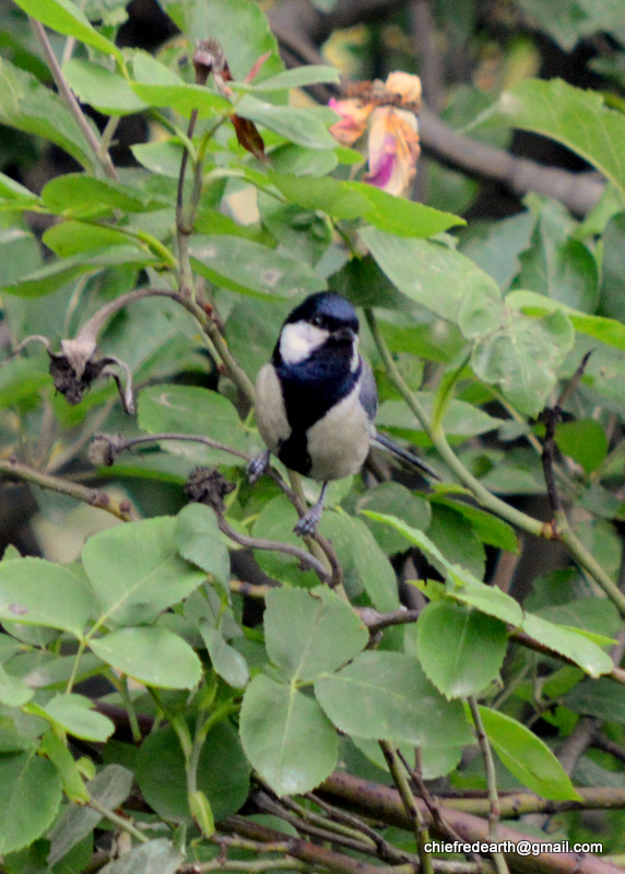 Cinereous Tit