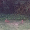 Eastern Cotton Tail Rabbit