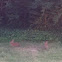 Eastern Cotton Tail Rabbit