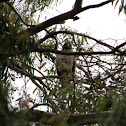 Red-shouldered Hawk