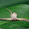 Running Crab Spider