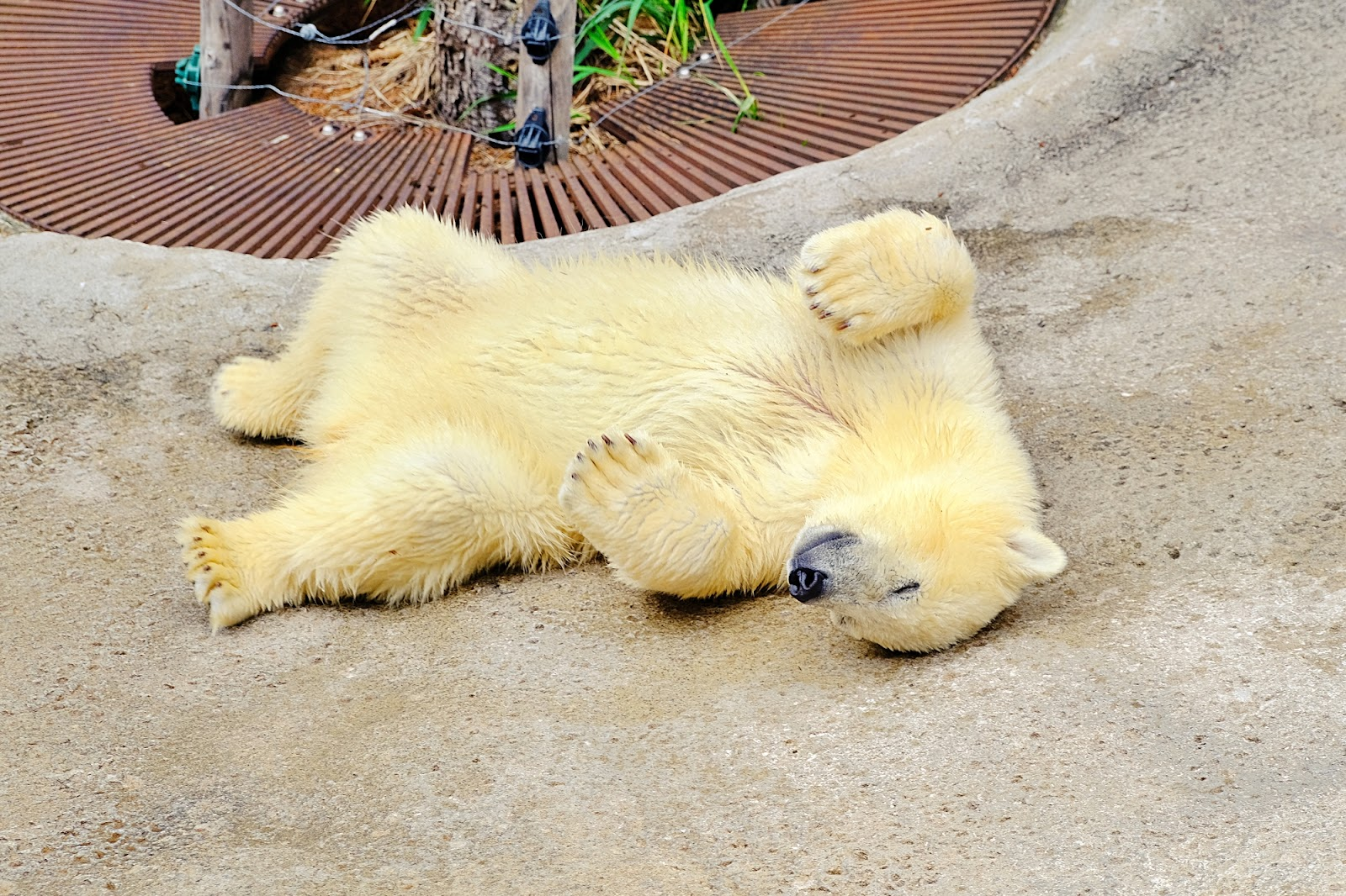 旭山動物園12:00~14:00