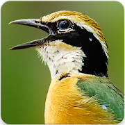 Indian Pitta Bird Sound : Indian Pitta Call 2.1.0 Icon