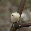 Wax Scale Insect