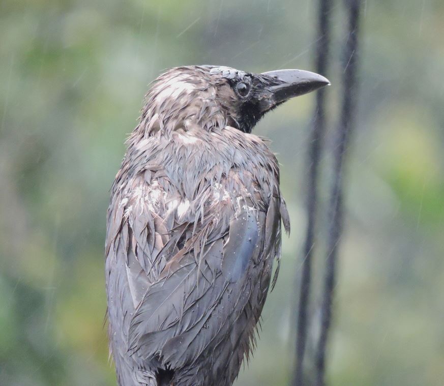 House crow