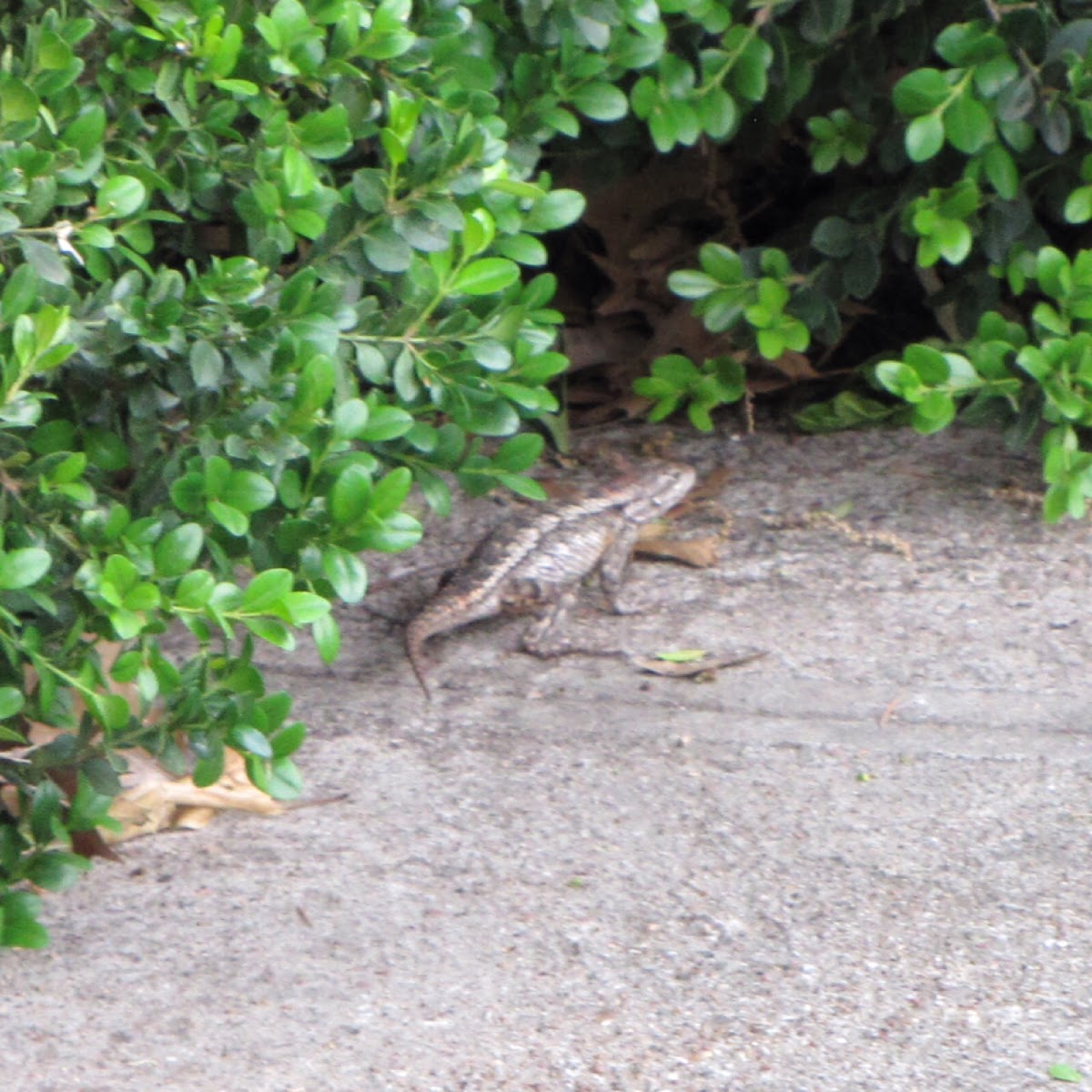 Texas spiny lizard