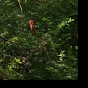 Northern Cardinal