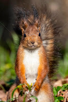 Red squirrel (Sciurus vulgaris) by Kalle Pihelgas -   ( squirrel, estonia, mammal, nature, animal, portrait, wildlife )