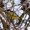 Brown-throated Sunbird