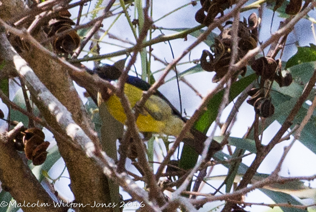 Brown-throated Sunbird