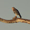 Red-shouldered Hawk