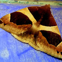 Noctuid Moth