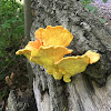 Sulphur Shelf fungus