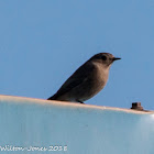 Redstart; Colirrojo Real