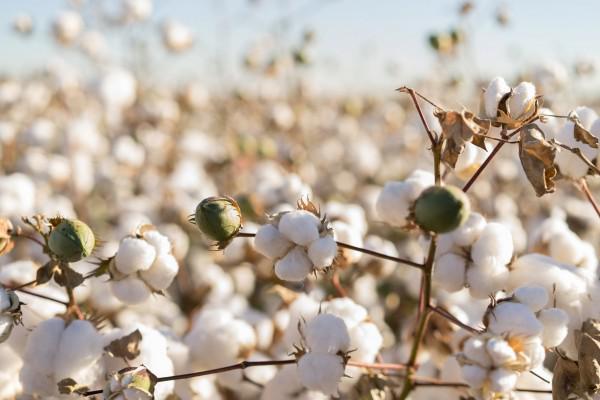 Le coton fil d'écosse