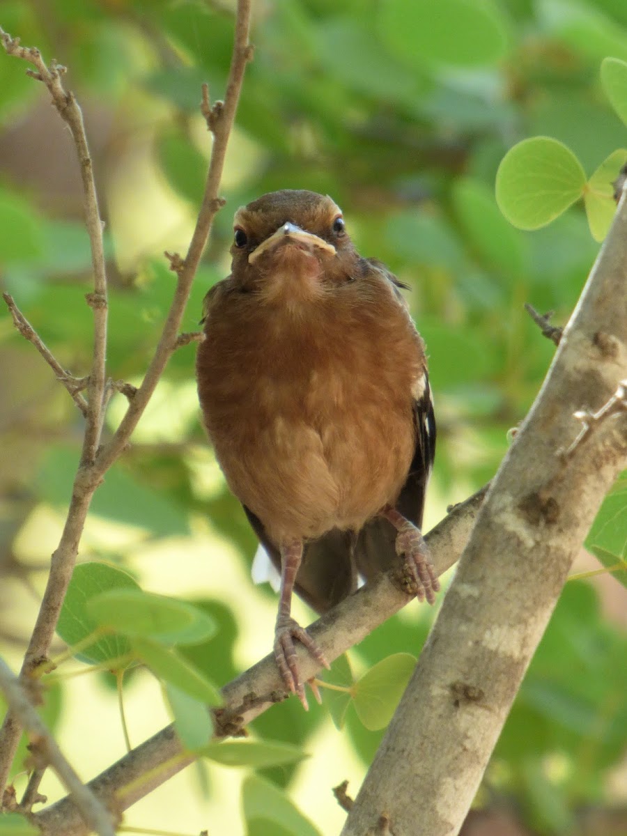 Buff-sided Robin (juvenile)