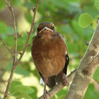 Buff-sided Robin (juvenile)