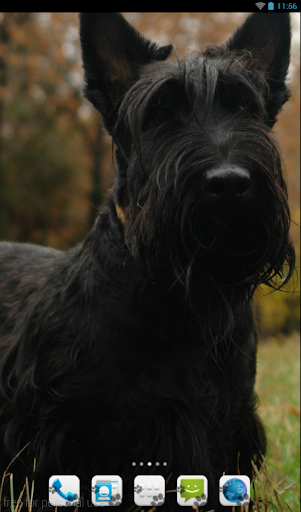 Scottish Terrier Theme - Nova