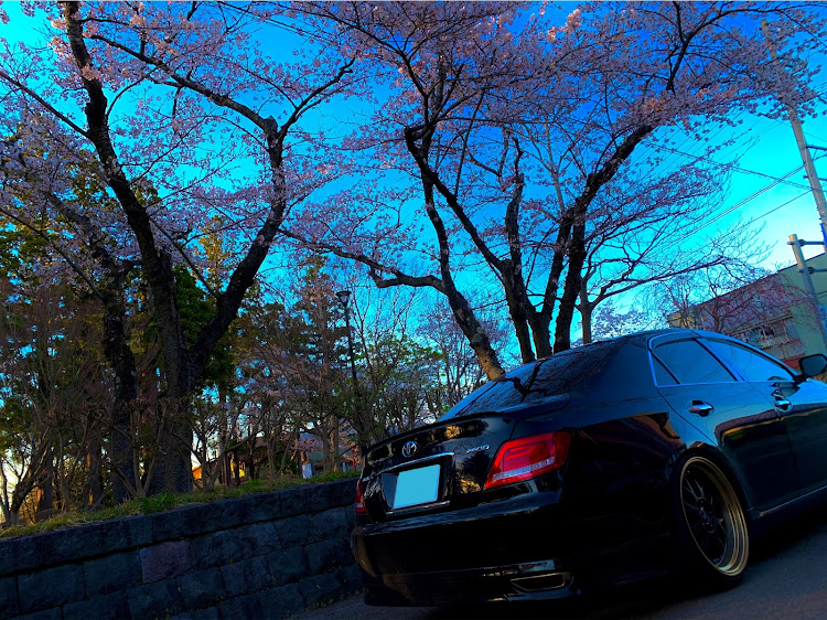 マークXの#GRX120・表紙にエントリー・桜と愛車・US仕様に関するカスタム事例の投稿画像1枚目