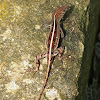 Brown Anole