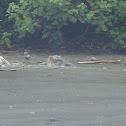 American crocodile