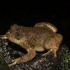 Castle Rock Night Frog