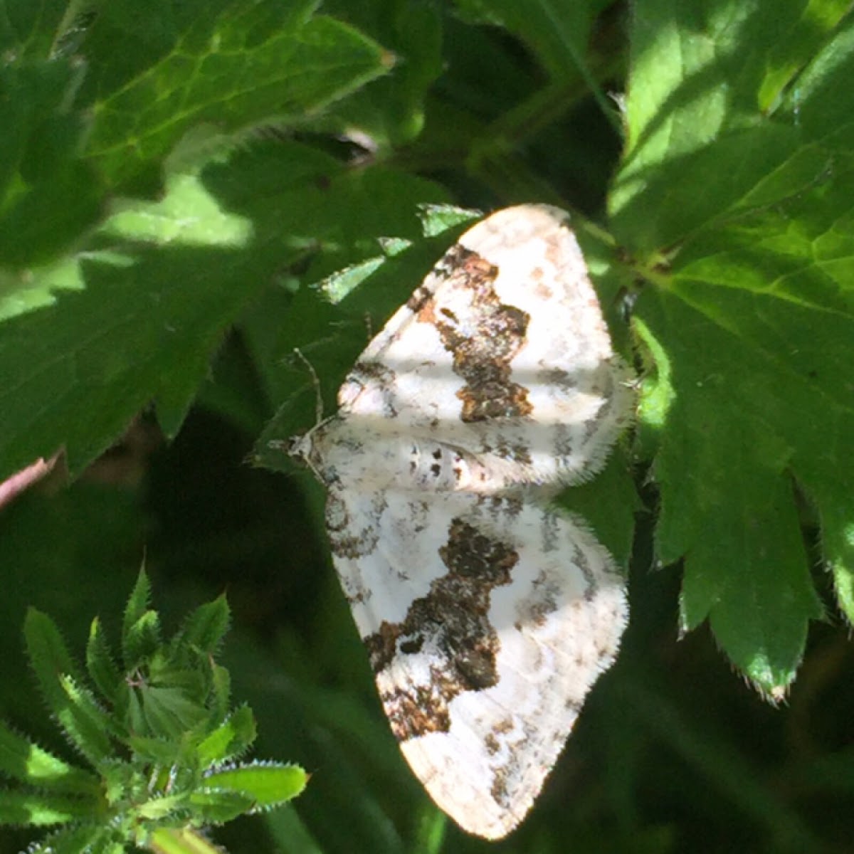 Silver-ground Carpet