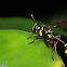 Potter Wasp-mimicking Hoverfly