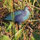 Grey-headed Swamphen