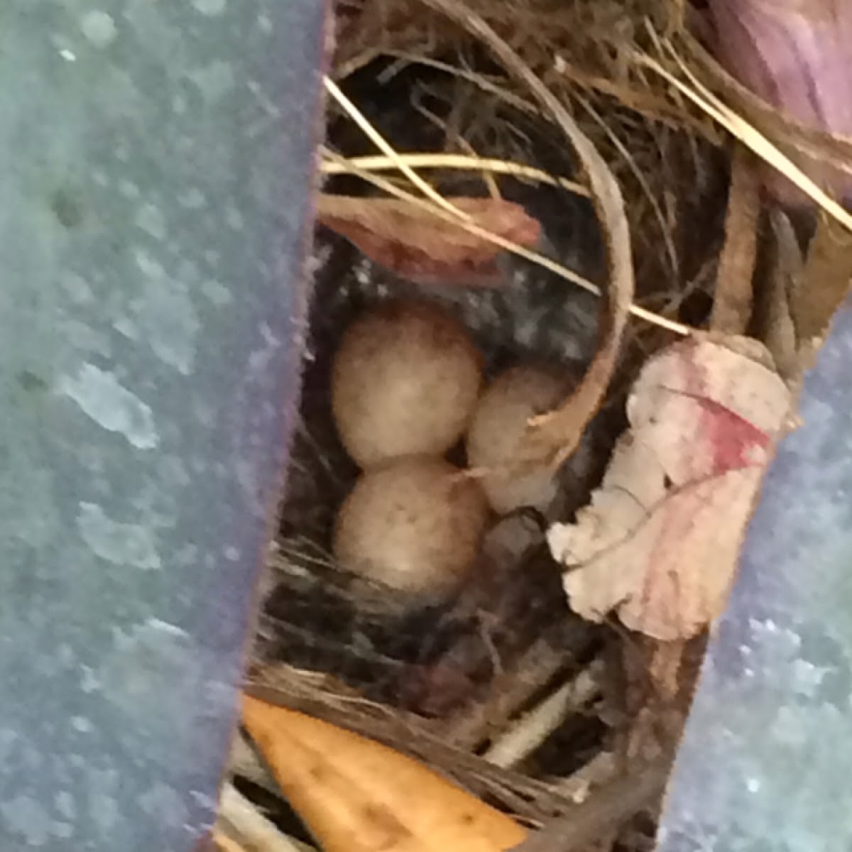 Carolina Wren