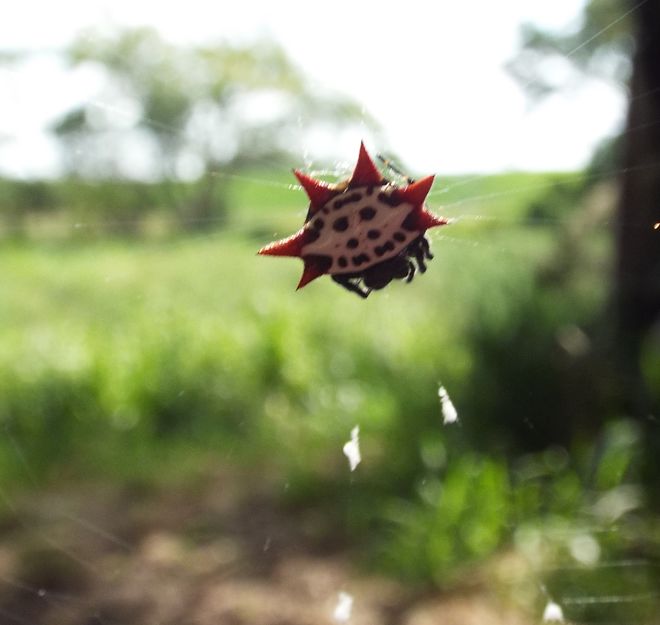 Spiny-backed Orb Weaver