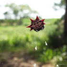 Spiny-backed Orb Weaver