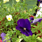 Pansy