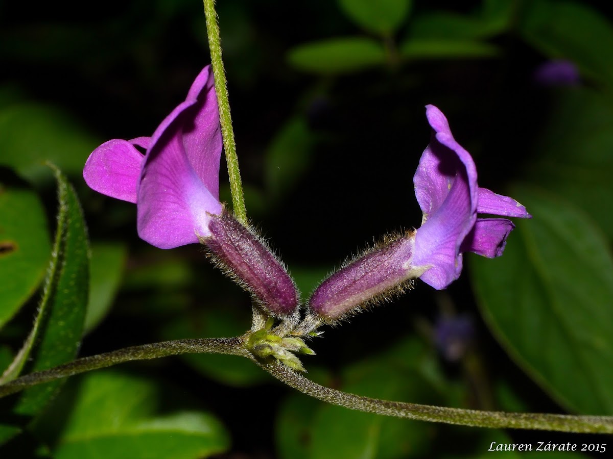 Forest Wild Flower