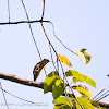 Cream-vented Bulbul