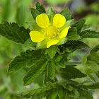 Norwegian Cinquefoil