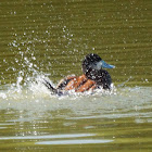 Ruddy Duck