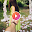 New Video Status Songs for Whatsapp Download on Windows
