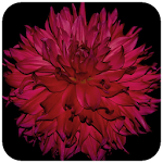 Cover Image of Tải xuống Dahlia Wallpaper 1.01 APK