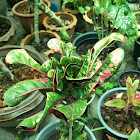 Codiaeum variegatum