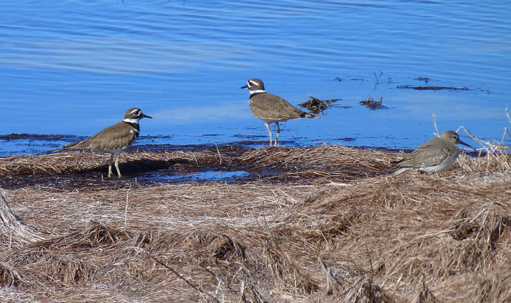 Wildlife at Canaveral National Seashore 