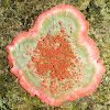 Christmas Wreath Lichen