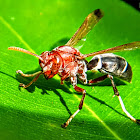 White-footed paper-wasp