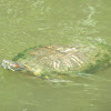 Red-Eared Slider