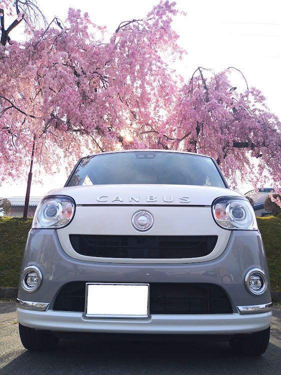 ムーヴキャンバスの安定の大福ショット・サクラと愛車・春ですねぇ(*´∀｀)・桜コラボに関するカスタム事例の投稿画像3枚目