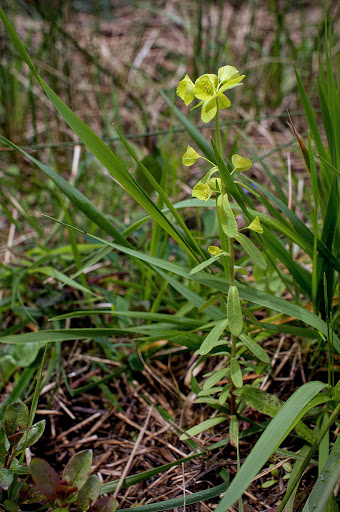 Euphorbia amygdaloides