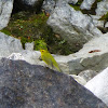 Wilsons Warbler